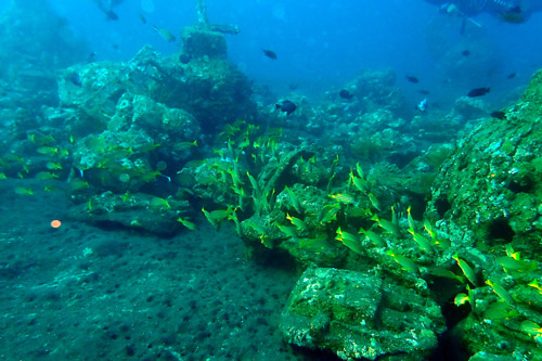Artificial reefs are useful structures, but much about them remains unknown  - Eurofish