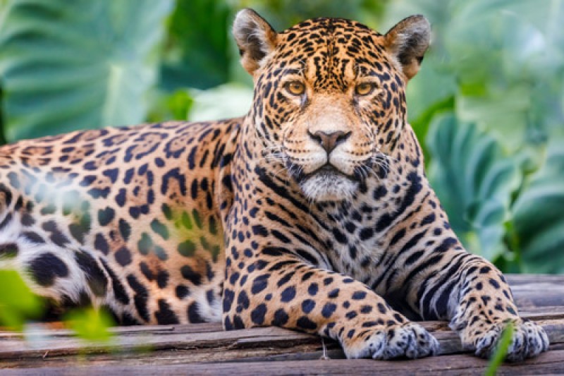 Jaguar best sale large cats