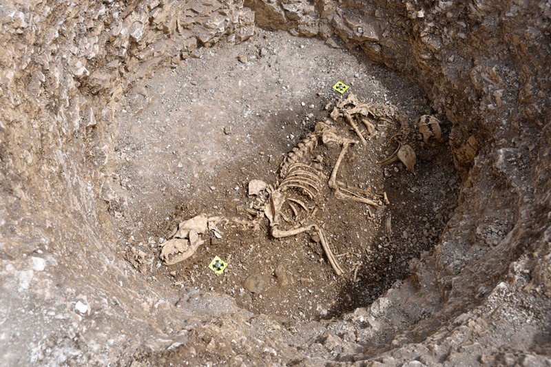 Two dog skeletons lying in a pit, one facing left and one facing right