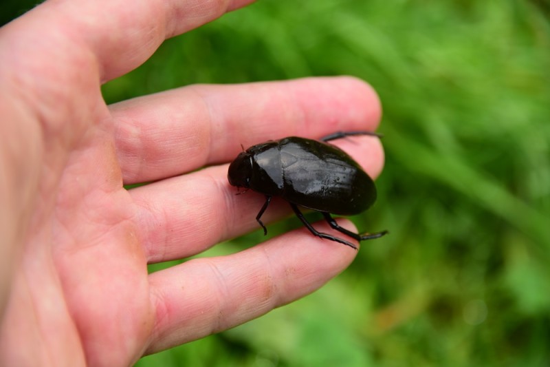 A beetle on a human hand