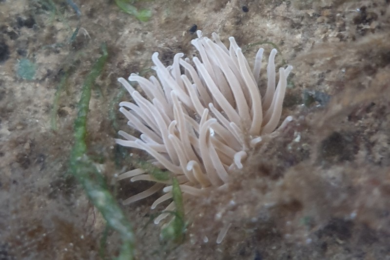 A coral like plant inside a rock pool