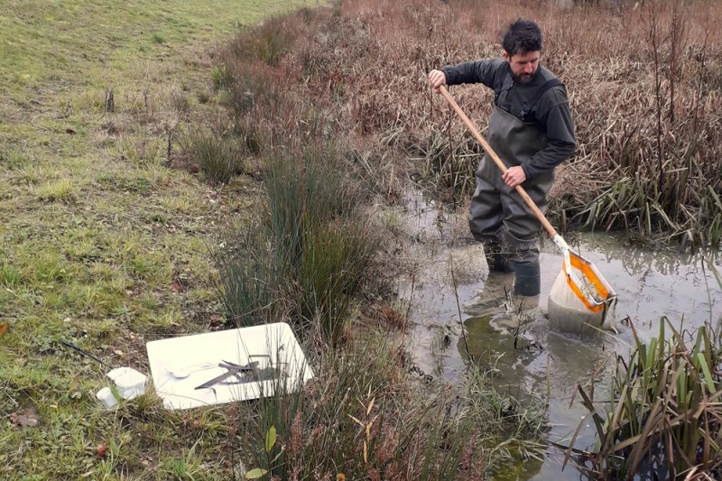 Wren wearing waders standing in a pond, using a net to gather up wildlife samples