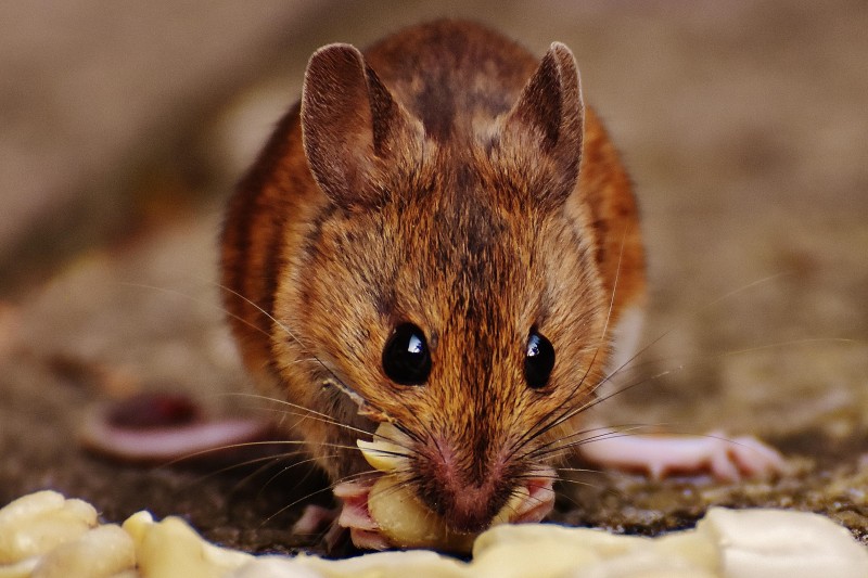 Mouse In The House: International Study Explores The Origins Of The ...